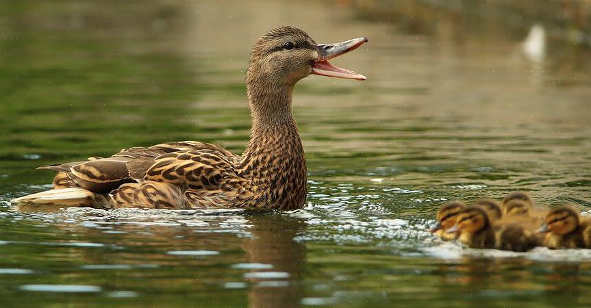 Eendenoproepen online of via verschillende geluidsopnamen van vogels bestuderen