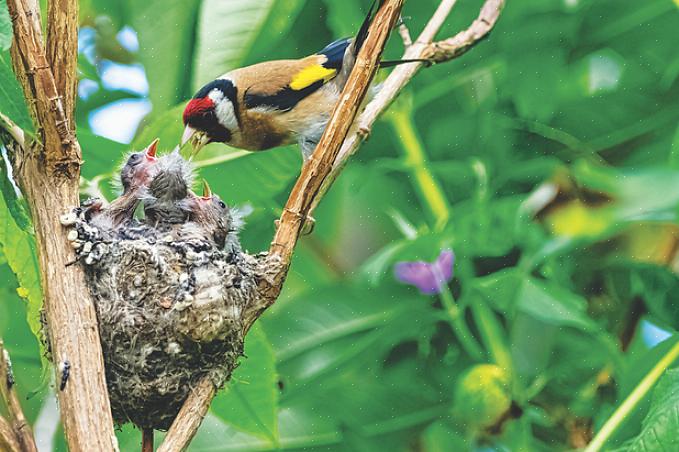 Vogels gebruiken een breed scala aan nestmaterialen om de algehele structuur van hun nesten te construeren