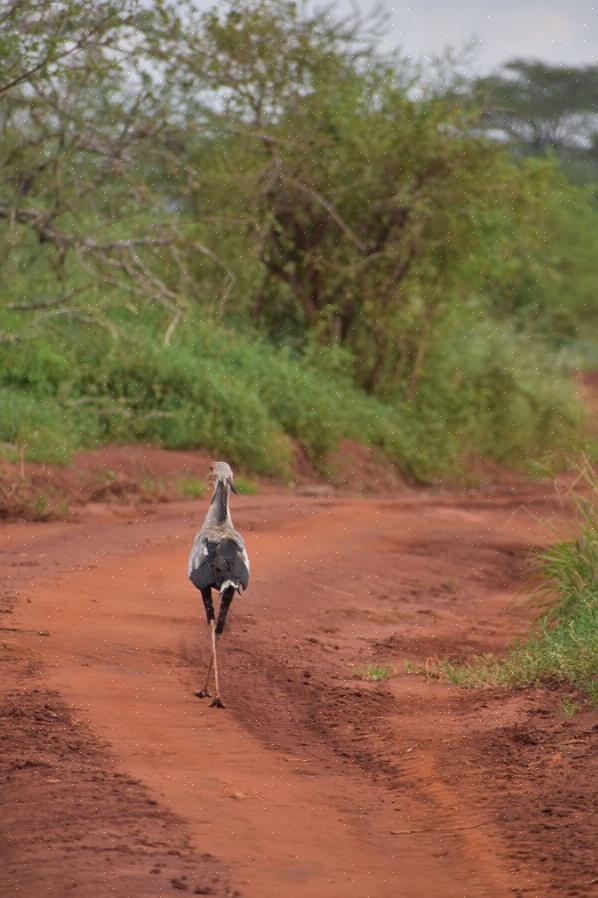 Vogel is in veel talen een basiswoordenschat