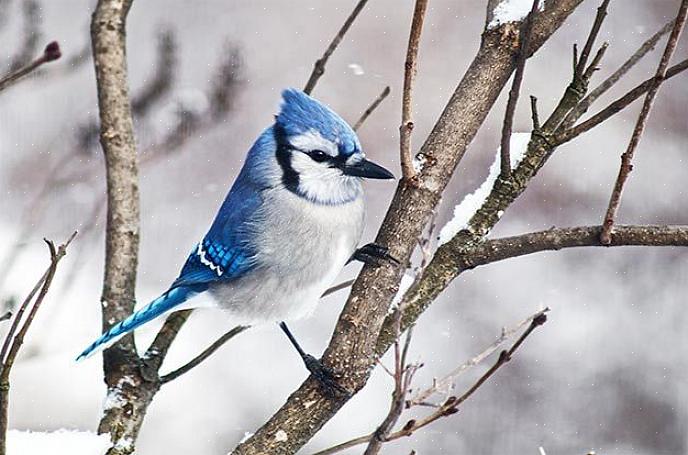 Sommige zijn het hele jaar door gewone vogels in de achtertuin