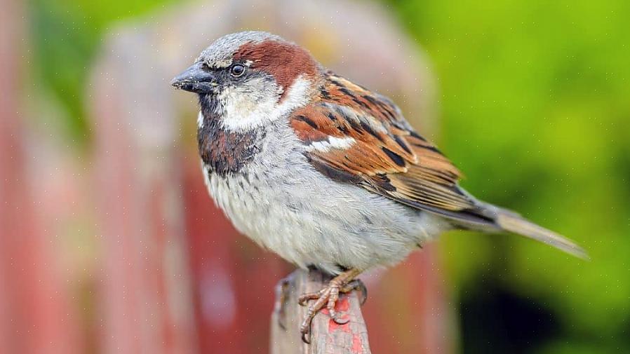 Hoewel veel van deze vogels het woord "mus" in hun gewone namen gebruiken