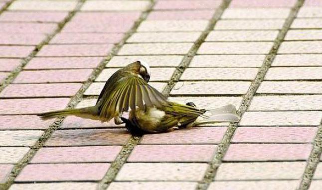 Kunnen vogelaars zich terugtrekken