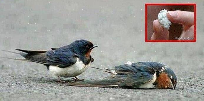 Het idee dat vogels sterven door het eten van kauwgom