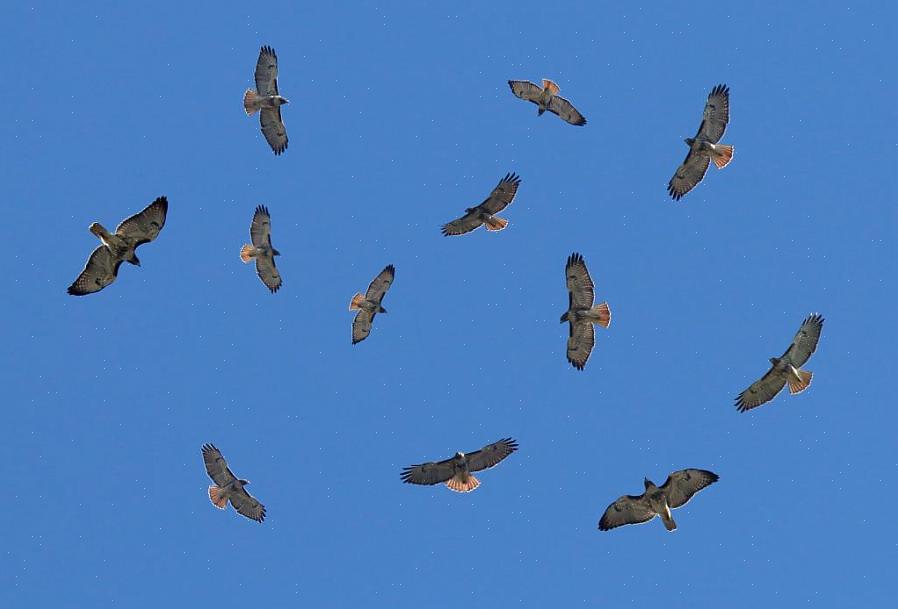 Een ketel is een verzamelnaam voor een groep trekkende roofvogels of