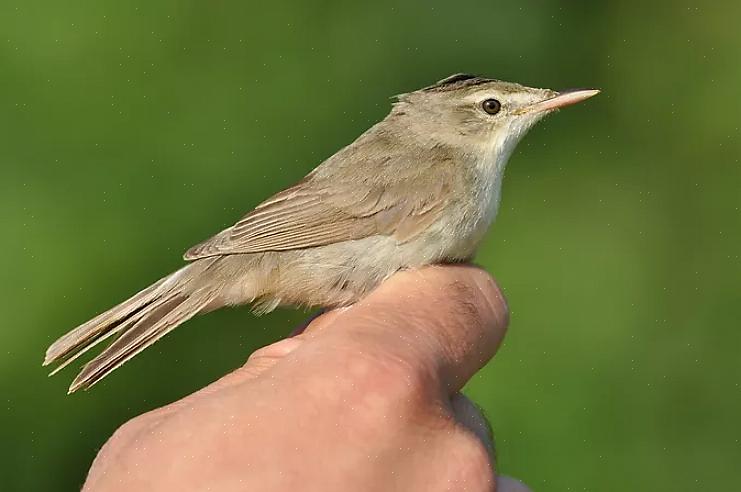 De primaire veren vormen het langste deel van de gevouwen vleugel van een vogel