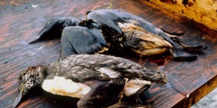 Als u begrijpt hoe olie vogels beïnvloedt