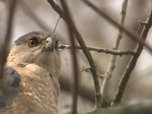 Cooper's haviken zijn territoriale vogels die agressief kunnen zijn tegenover andere roofvogels