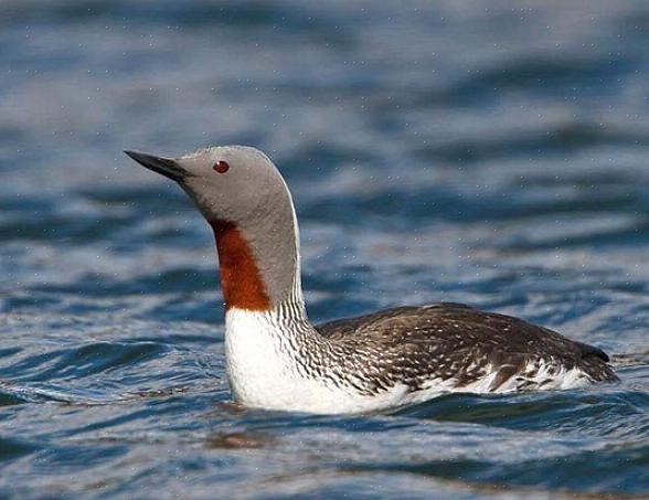 Vogelaars kunnen in de winter ook de roodkeelduiker in zijn niet-broedkleed langs zuidelijkere kusten zien