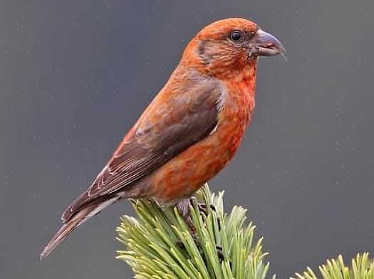 Red crossbill behoud