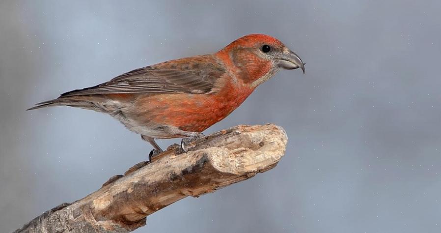 Rode kruisvogels migreren over het algemeen niet
