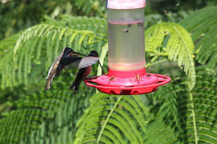 U zult er zeker van zijn dat u uw vogels het best mogelijke dieet geeft