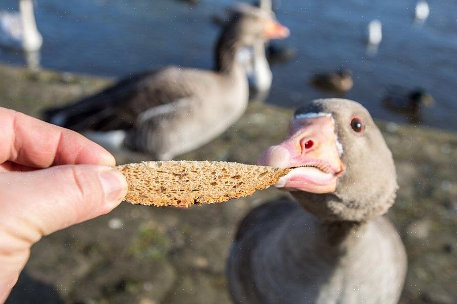 Brood bevat heel weinig eiwitten