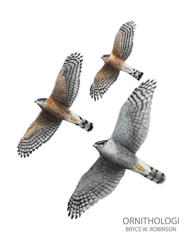Zoals alle roofvogels zullen haviken met scherpe schenen over hun territorium zweven om hun prooi