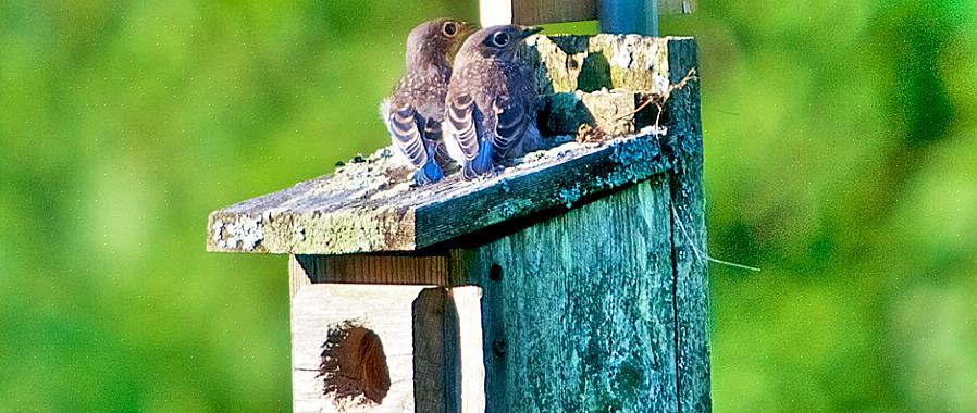Naast deze gewone roofdieren in het vogelhuis