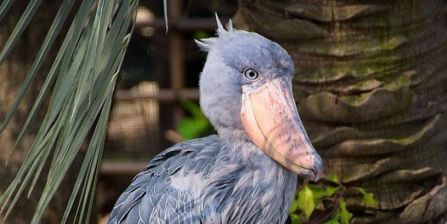 Vreemde vogelroofdieren