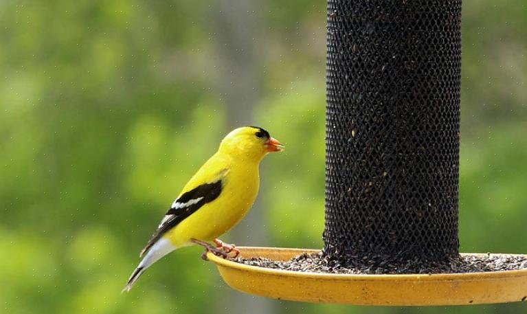 Vogels kunnen chemische korrels consumeren