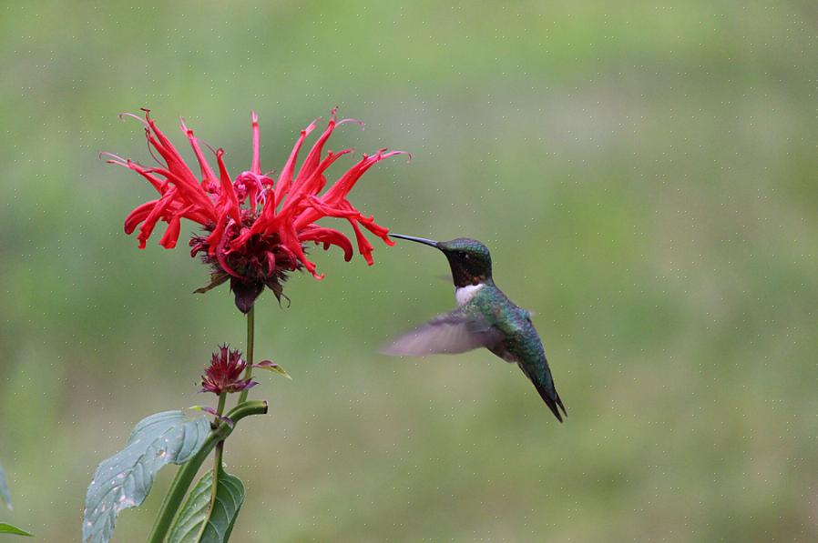 Kolibries zijn de ultieme vogels in de achtertuin