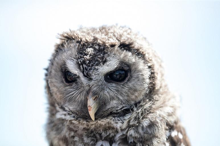 Uilen zijn altijd mysterieuze vogels geweest