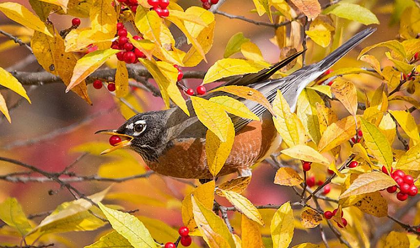 Verschillende vogels zoals verschillende struiken