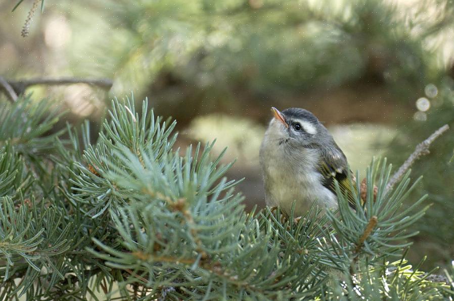 Omdat groenblijvende bomen altijd intacte bladeren hebben