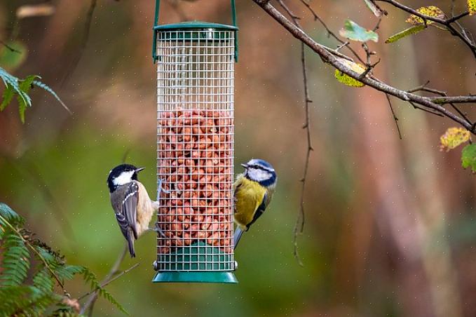 Vlaamse gaaien zijn leden van de Corvidae-familie