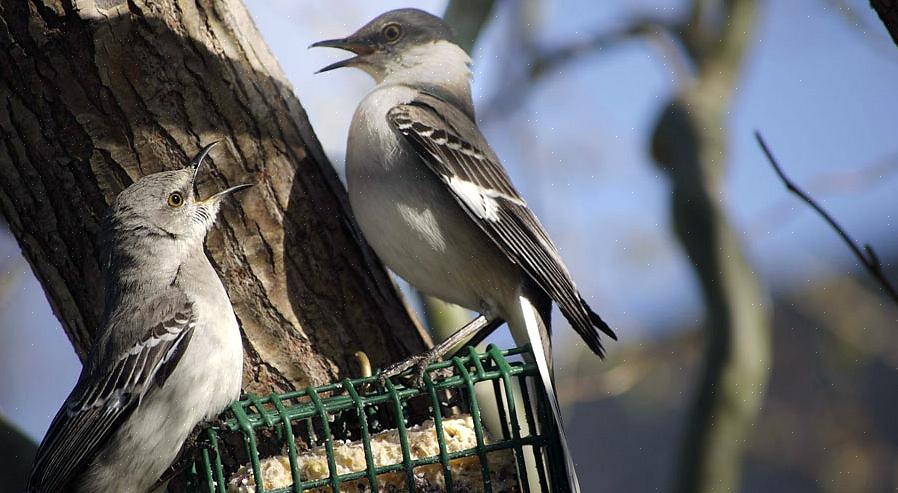 Gemakkelijk voedsel om toe te voegen aan uw vogelbuffet in de achtertuin