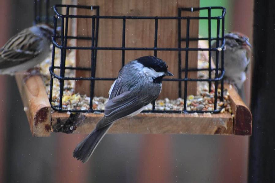 Zowel grote als kleine vogels kunnen niervet eten