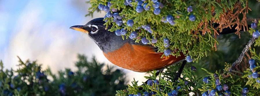De schuilplaats is essentieel voor het overleven van vogels