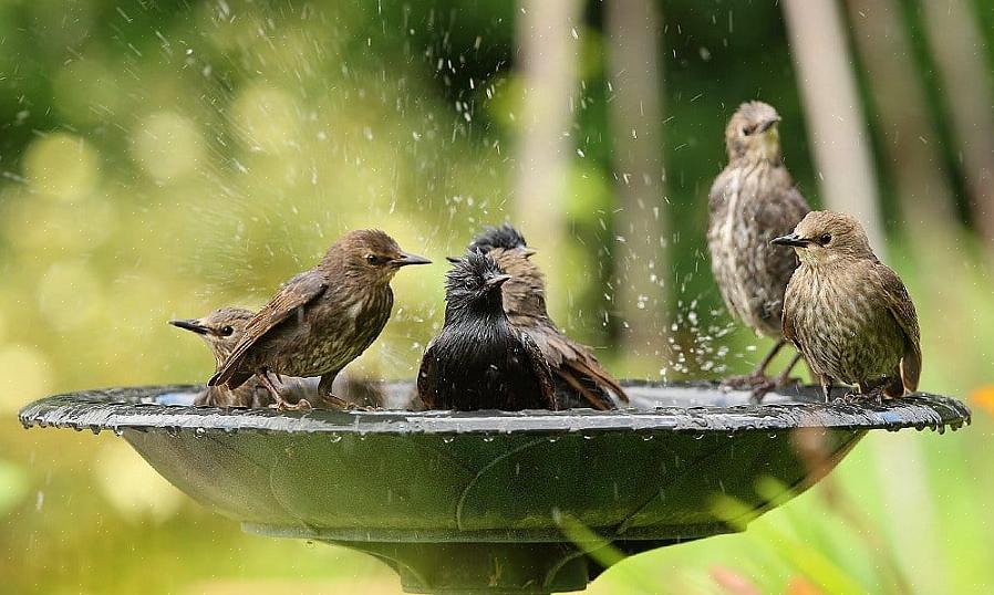 Vogelaars in het veld pishing kunnen gebruiken om vogels dichterbij te lokken voor een beter zicht