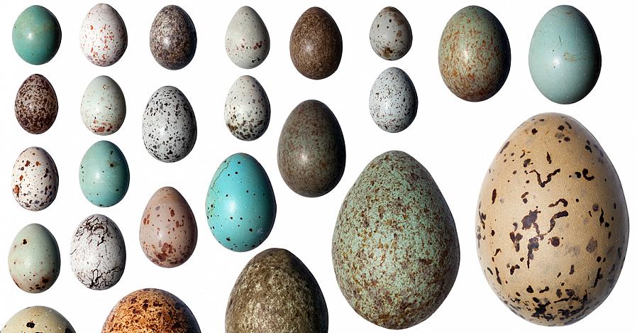 Vogelaars zijn van nature nieuwsgierig naar de vogels die ze zien