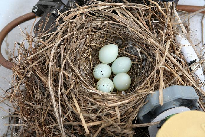 De gemakkelijkste manier om een vogelnest te identificeren