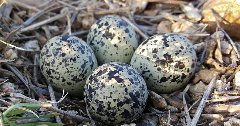 Is het niet altijd mogelijk om elk nest dat je vindt te identificeren