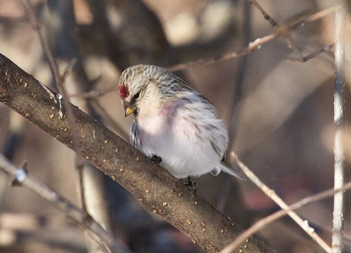 Weten welke vogels Nyjer eten