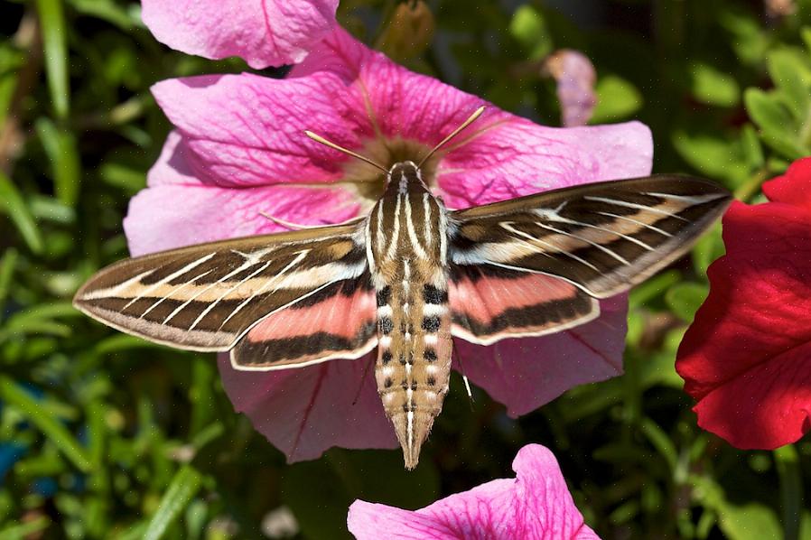Kolibrie-motten zijn fantastische bedriegers die opvallend veel op deze populaire vogels kunnen lijken