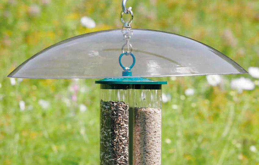Muizen zijn opportunistische knaagdieren met een granivoor dieet