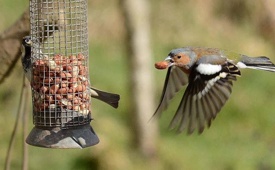 Droog vogelzaad is gezonder