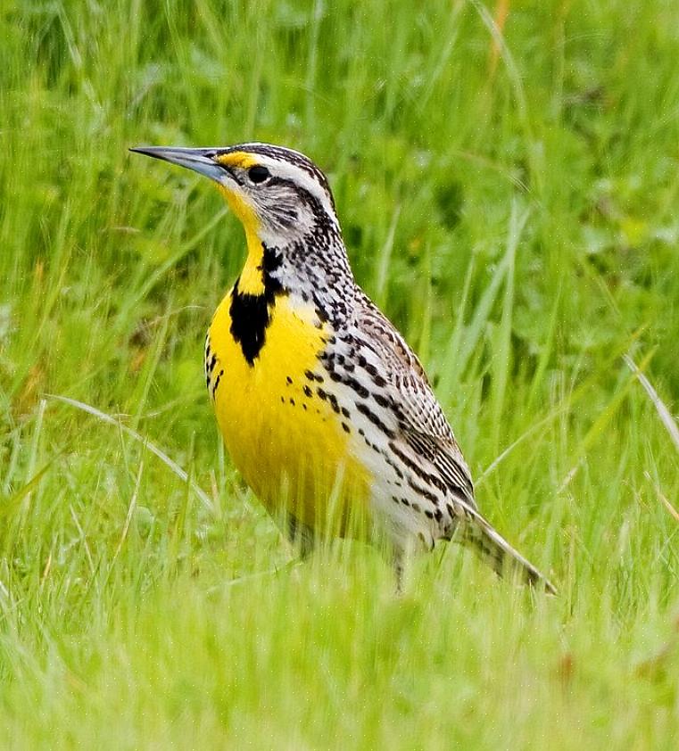 Westelijke weideleeuweriken zijn geen gewone vogels in de achtertuin