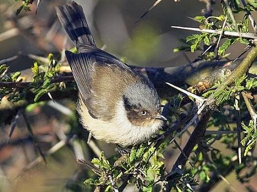 Bushtit behoud