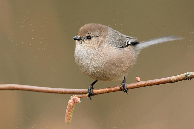 Bushtit habitat en verspreiding