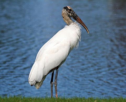 Houten ooievaar identificatie