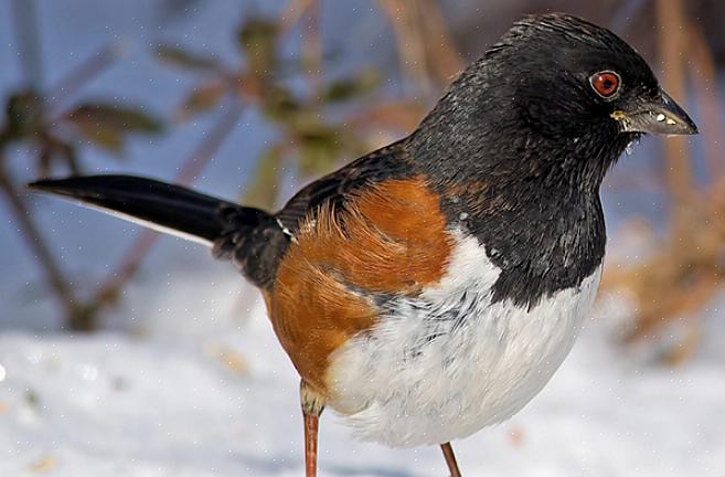 Terwijl gevlekte towhees meerdere witte vlekken op hun mantel