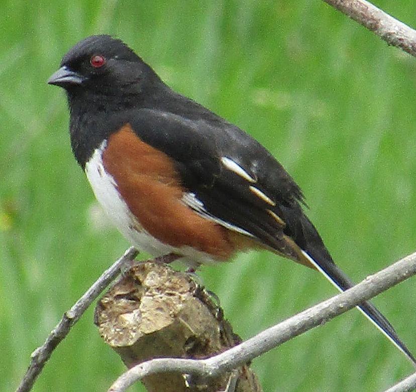 Oosterse towhees zijn omnivore vogels die profiteren van een breed scala aan voedselbronnen