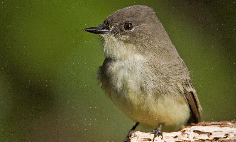 Oosterse phoebes nestelen vaak onder bruggen