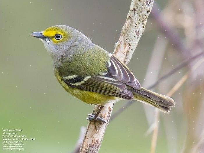 Zowel mannelijke als vrouwelijke vireo's zingen