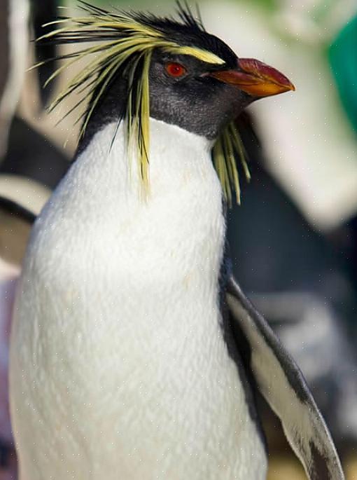 Adopteer een kleine pinguïn