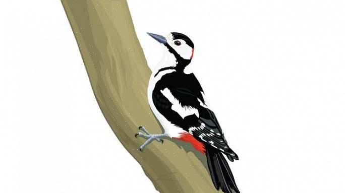 Kan vogelaars helpen hun waardering voor deze nuttige vogelgeluiden