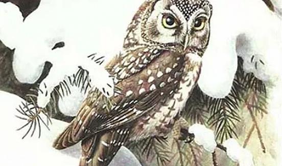 Kunnen vogelaars echter uilen leren identificeren