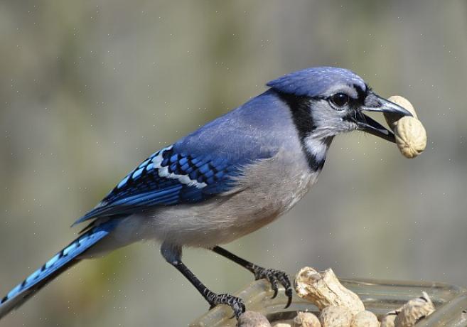 Maar het selecteren van een vogel als mascotte gaat verder dan de fysieke basiskenmerken