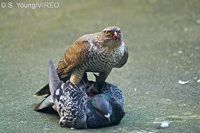 Grote eekhoorns zijn vaste onderdelen van het dieet van grote roofvogels