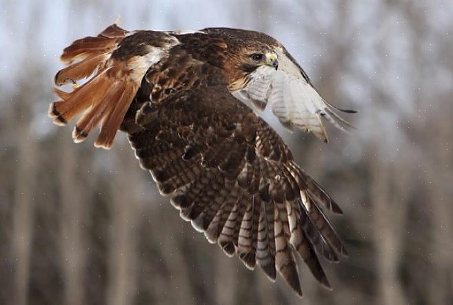 Deze factsheet kan vogelaars helpen om meer zelfvertrouwen te krijgen over de roodstaartbuizerd